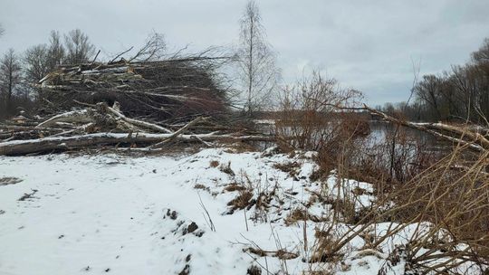 Tysiące wyciętych drzew nad Bugiem. Sprawdza to policja i prokuratura