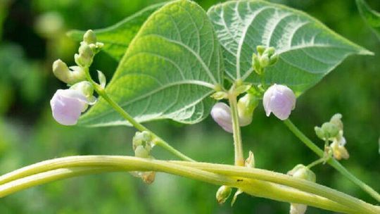 Tyszowce. Święto fasoli w rytmie disco