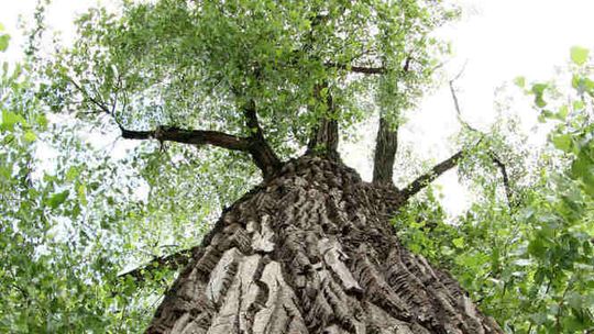 Ubędzie pomników przyrody w Lublinie