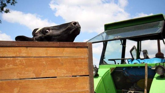 Ubój rytualny pod Łukowem? Prokuratura bada sprawę
