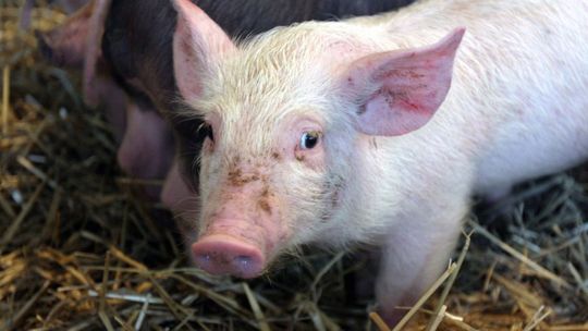 Ubój świń już bez praktyk w rzeźni