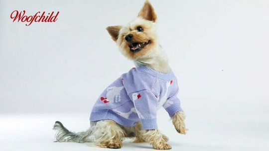 Ubranko dla psa na zimę - kiedy jest potrzebne?