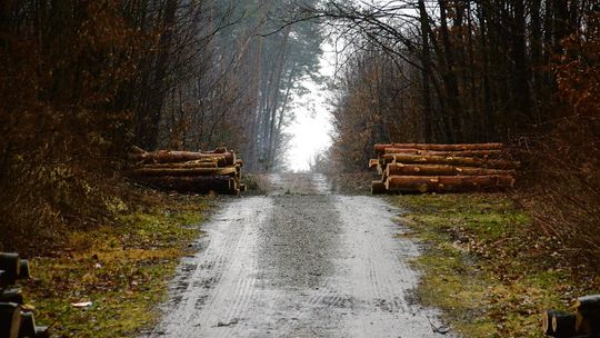 Ubywa nam lasu! Mieszkańcy biją na alarm, władze miasta zaniepokojone