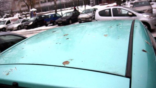 Uciekły z Ogrodu Saskiego i gnębią mieszkańców LSM