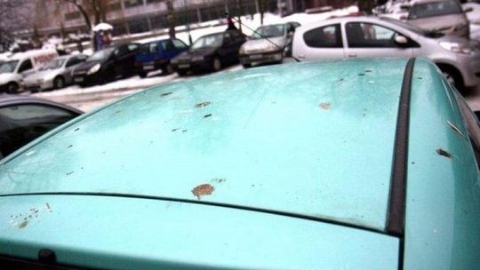 Uciekły z Ogrodu Saskiego. Teraz brudzą na osiedlach