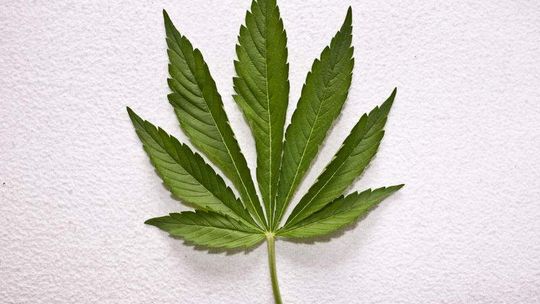 Uczeń hodował konopie w doniczkach w klasie