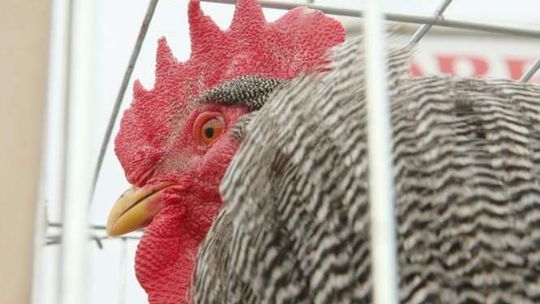 Uczniowie z Łukowa wymyślili pomysł na biznes. Wypożyczalnia kur niosek