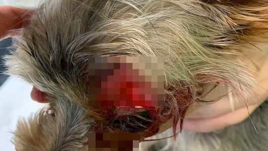 Ugodził nożem dwa yorki. 40-latek z Lubartowa tymczasowo aresztowany