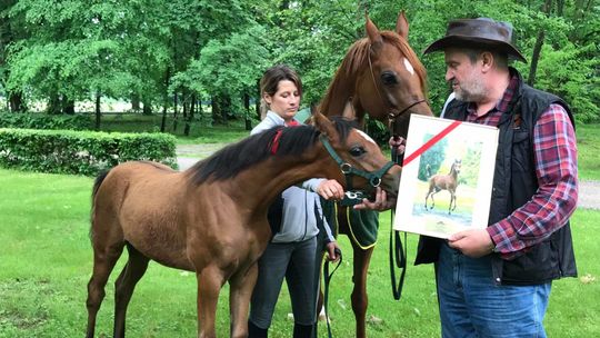 Ujawnienie wyników finansowych stadniny w Janowie Podlaskim się opóźnia. Kiedy je poznamy? 
