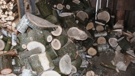 Ukradł 20 drzew z działki, grozi mu 5 lat  więzienia