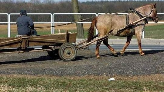 Ukradł konia z zaprzęgiem, bo chciał pojechać do kolegi