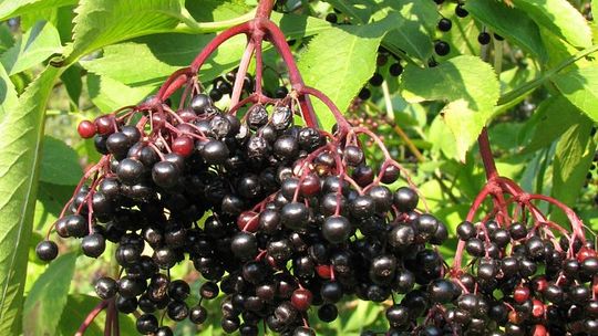 Ukradli dwie tony czarnego bzu z plantacji 