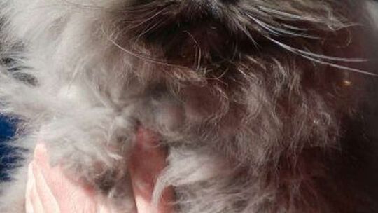 Ukradli rasowego kota. Trzy dni później odwiedzili ich policjanci