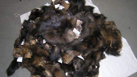 Ukrainka chciała przemycić skóry soboli warte 50 tys. zł