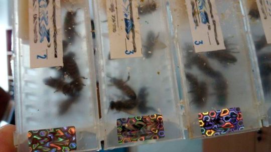 Ukraińskie pszczoły zatrzymane na granicy