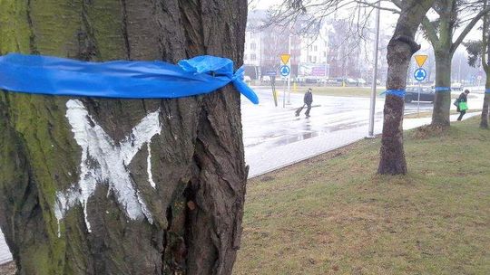 Ul. Koncertowa: Jednak nie wytną wszystkich drzew