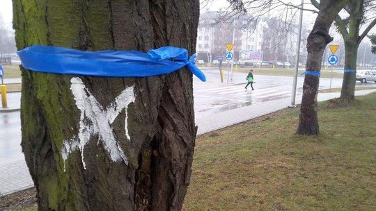 Ul. Koncertowa: Kolejne drzewa do wycięcia