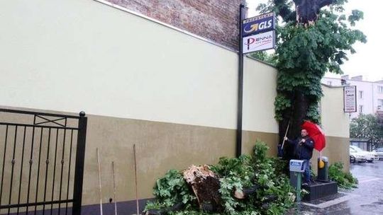 Ul. Peowiaków: Drzewo się złamało. Właściciel wini urzędników