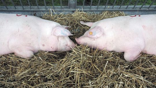 Ułatwienia da rolników. Sprzedaż i narodziny zwierząt można zgłaszać przez internet