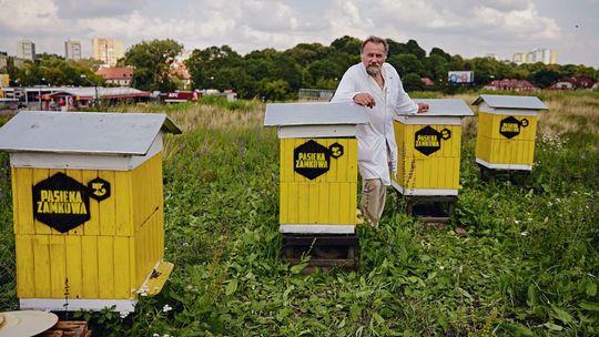 Ule w mieście to bardzo dobry pomysł (zdjęcia)