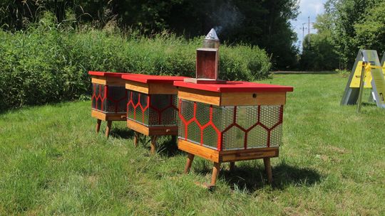 Ule z recyklingu. Biała Podlaska ma pierwszą miejską pasiekę