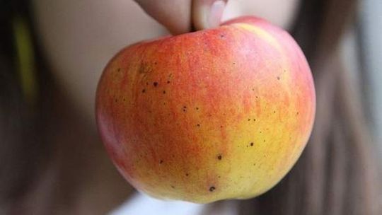 Ulewy zaszkodziły owocom i zbożom