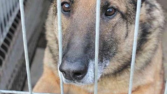 Umowa przedłużona, psy czekają na nowe domy