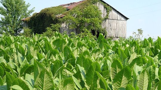 Unia dopłaci plantatorom tytoniu