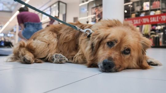 Upały dokuczają nie tylko ludziom. Coraz więcej miast pomaga zwierzętom. Jak jest w naszym regionie?