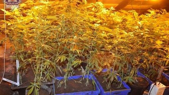 Uprawa konopi na strychu domu. Policjanci mieli podejrzenia