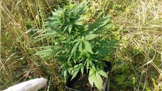 Uprawa konopi ukryta w lesie. Tłumaczył się, że przyszedł na grzyby