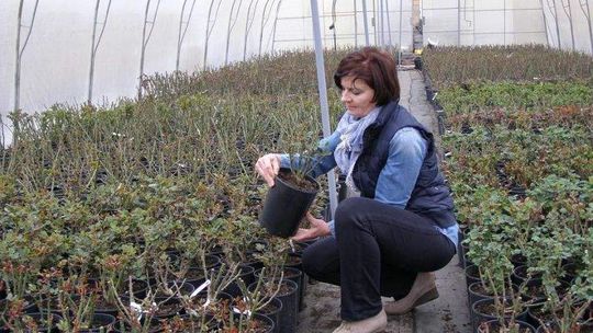 Uprawa róż: Trudna miłość z kolcami