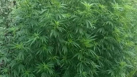 Uprawiał konopie indyjskie w przydomowym sadzie