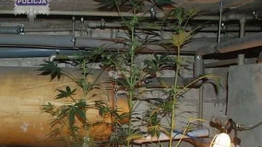 Uprawiał konopie w domu. Ukrył je w skrzyni