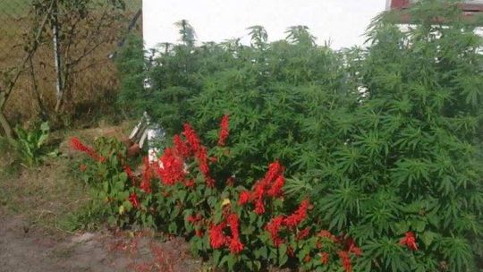 Uprawiał konopie w ogródku przy domu, między warzywami