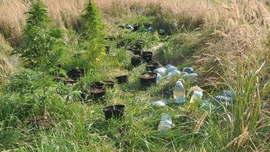 Uprawiał marihuanę, może trafić do więzienia nawet na dziesięć lat