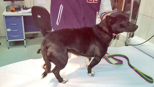 Uprawiał seks ze zwierzętami? Straż ochrony zwierząt ostrzega przed zoofilem