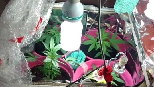 Uprawiała konopie w szafie