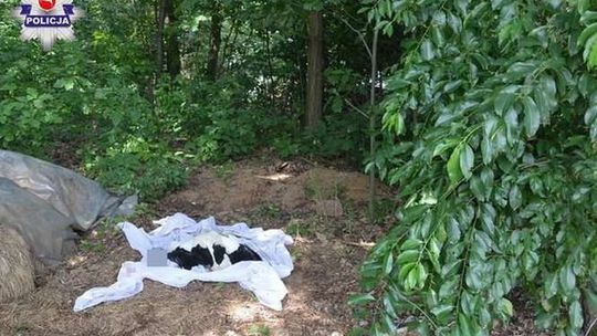 Uratowali rannego bociana. Po dwóch dniach ich sąsiadka uderzyła go kijem, a sąsiad dobił