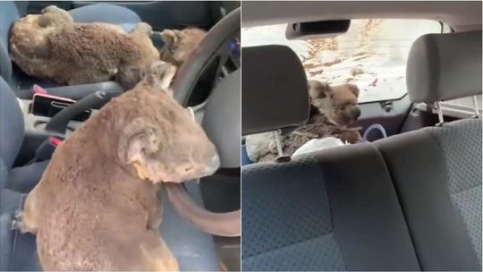 Uratowane misie koala ukryte w samochodzie przed pożarami na Wyspie Kangura w Australii [wideo]
