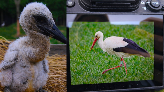Uratowany bocian wrócił po latach. „To daje ogromną satysfakcję”