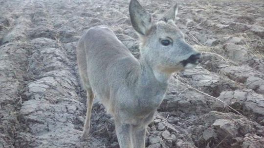 Uratowany jelonek wrócił do lasu