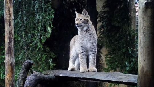 Uratowany ryś wróci na Roztocze. "Mamy nadzieję, że opuści nasz ośrodek w maju"