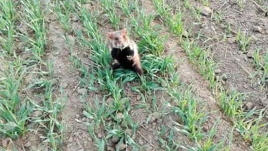 Uratowany ze szponów myszołowa. Waleczny chomik z Dysa