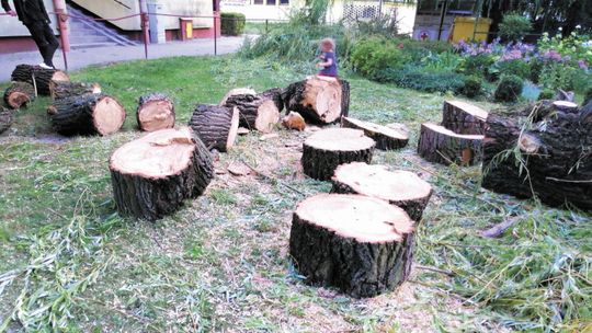 Urząd Miasta uznał, że drzewo zagraża ludziom. Mieszkanka: "Komu i w jaki sposób?"
