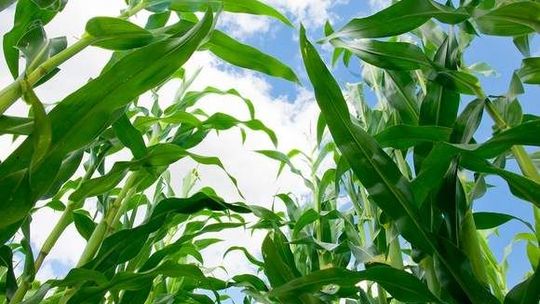 Urządzili sobie żniwa kukurydzy na cudzym polu. Ukradli 25 ton