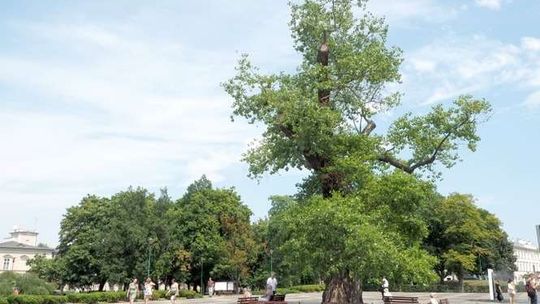Urzędnicy chcą podlać Baobab. Będzie specjalna operacja