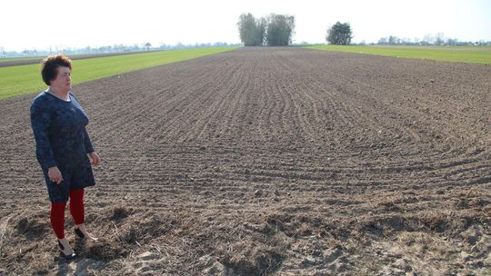 Urzędniczy absurd. Państwowy las podzielił pole sióstr z Krzewicy