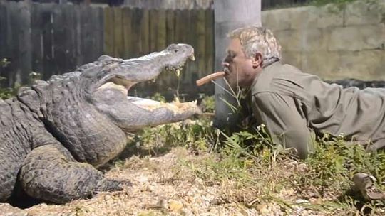 USA: Karmi aligatory parówką… prosto z ust