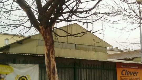 Uschło albo ktoś mu w tym pomógł. Chętnych do wycinki nie było